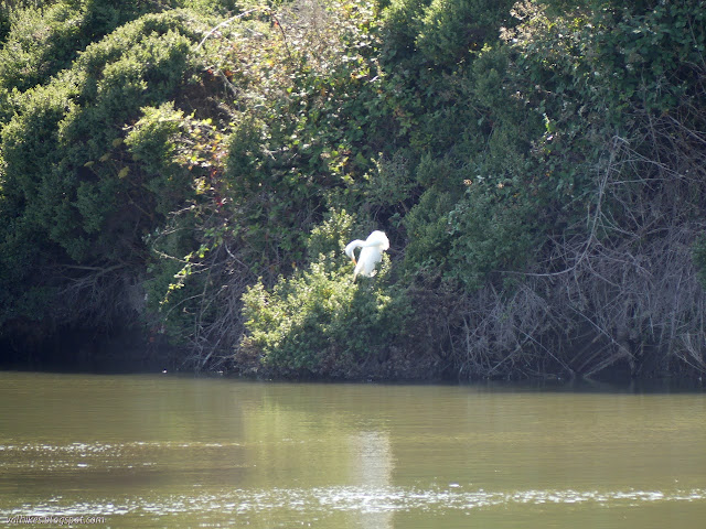 white bird in the bushes