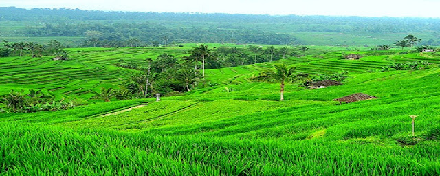 Jatiluwih rice terraces (Tabanan)
