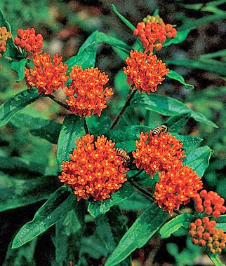 http://www.burpee.com/perennials/asclepias/asclepias-butterfly-weed-prod000004.html