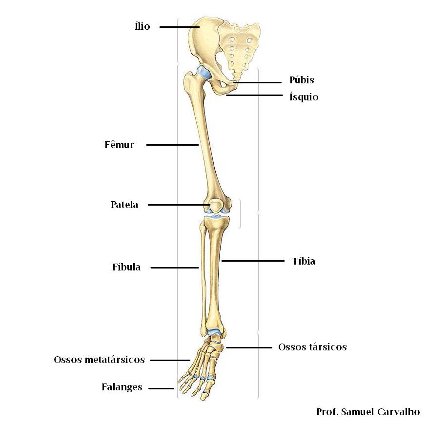 Ossos do corpo humano Todo Estudo