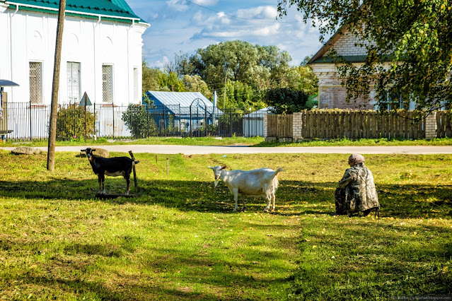 Бабушка пасет коз