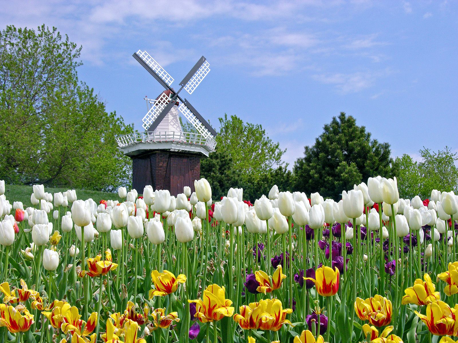 Gambar Bunga Tulip Belanda Indah Cantik - Gambar Kata Kata