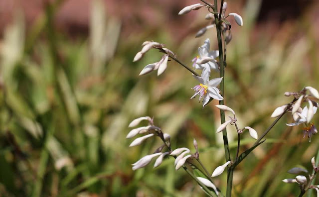 Arthropodium Cirratum Flowers Pictures