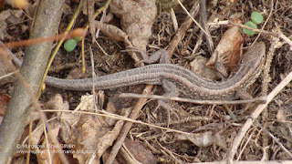 Lacerta agilis agilis female DSC132513