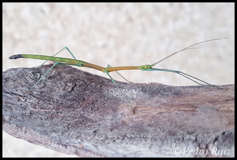 Ninfa macho L4 de Periphetes graniferum, 4,5 cm de longitud