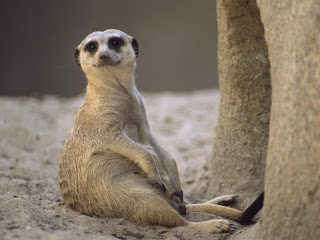 Meerkats Wallpapers