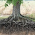 Root network is to hold the soil together and firm, so transplanting trees is a bad idea.