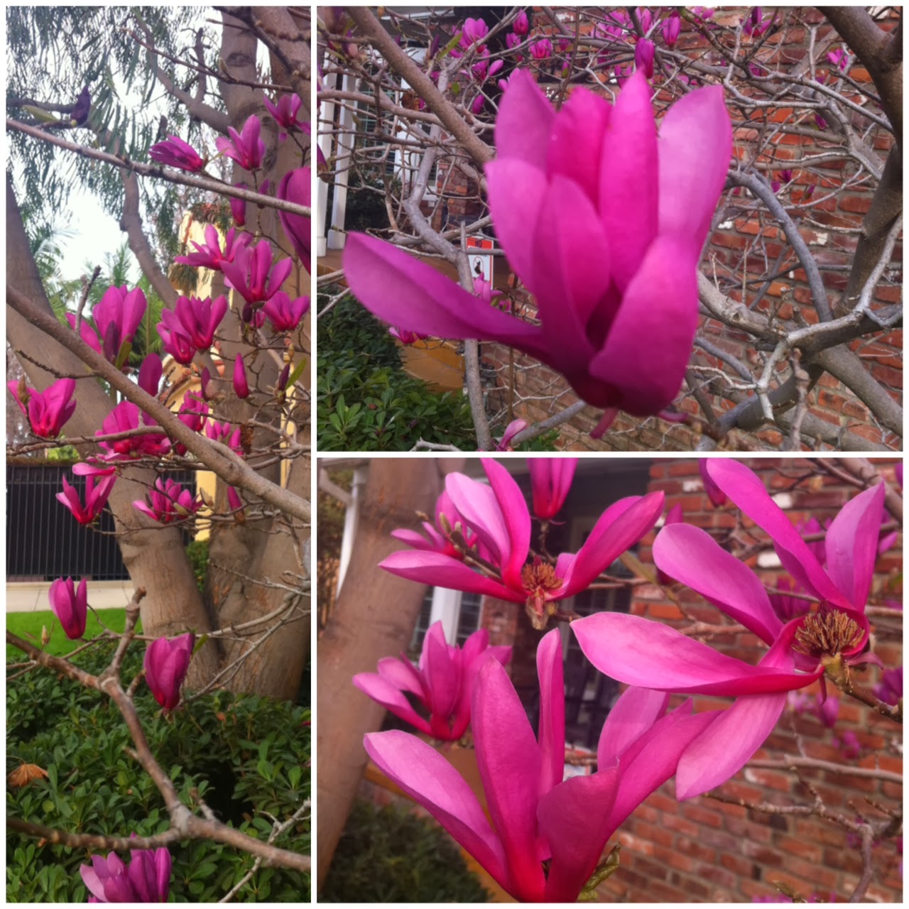 The lovely tulip magnolia tree at Don and David's house.