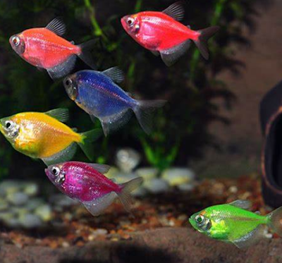 GloFish Tetra (Gymnocorymbus ternetzi)