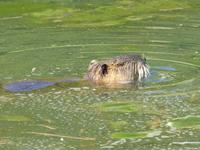 山田池公園 ヌートリア 特定外来生物