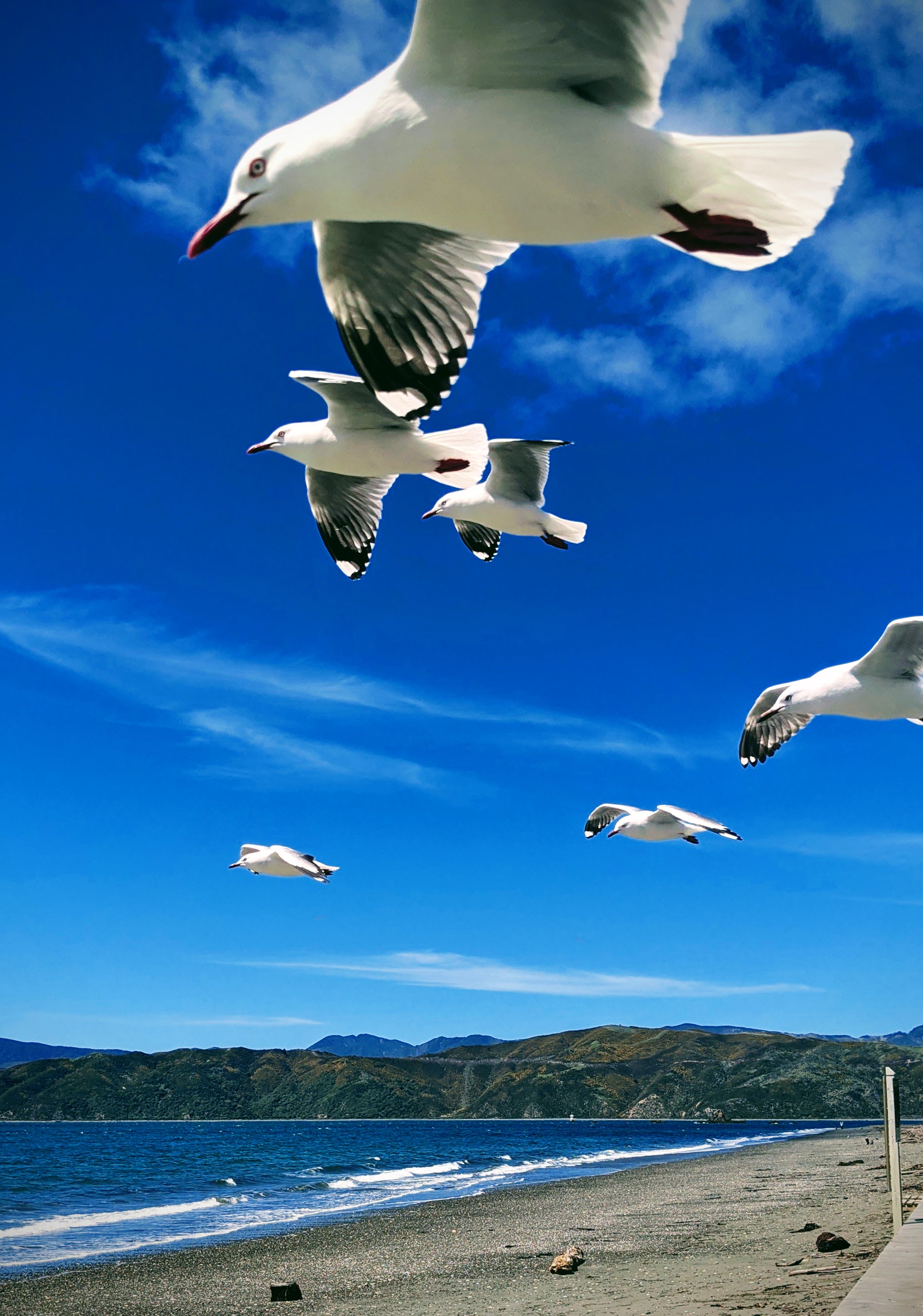 Gulls hovering over Seatoun Beach