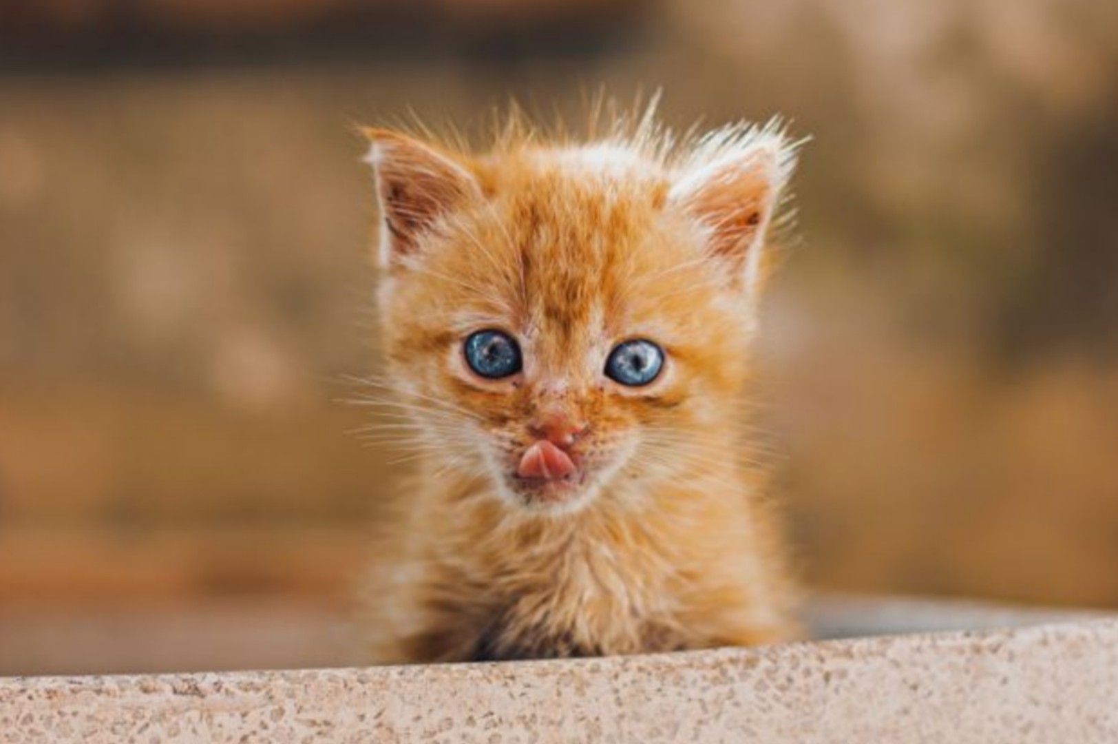 Hair loss in cats, its causes, and some treatments for