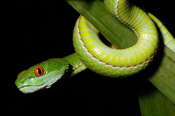  Pit Viper Bermata Ruby 