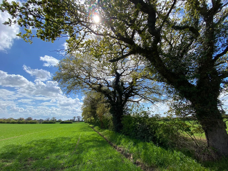 Beautiful trees on a sunny British day