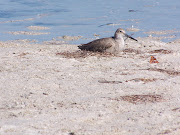 Seabirds on a Florida Beach