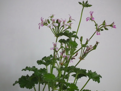 Pink Nutmeg scented pelargonium flowers and leaves