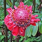 View album