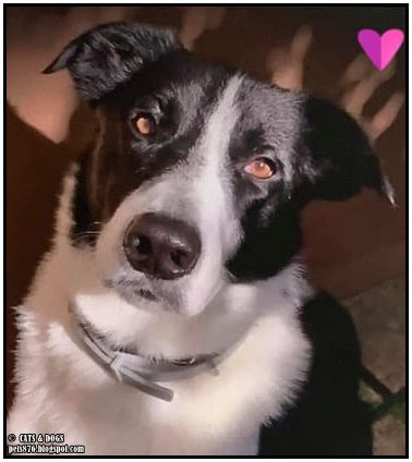 border-collie