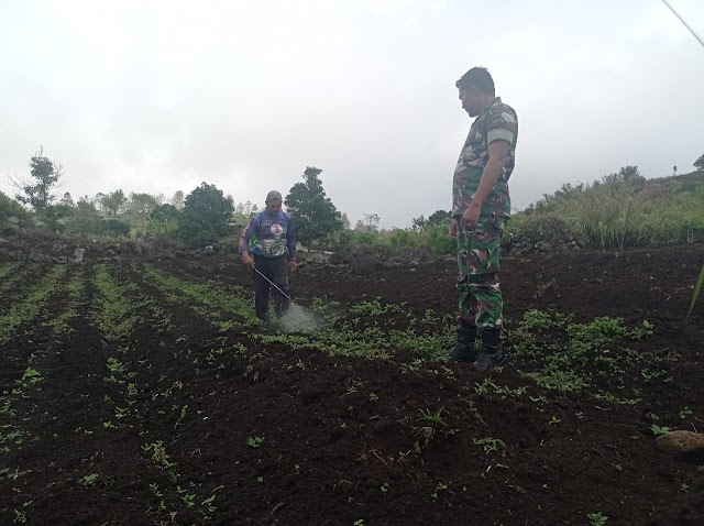 Babinsa Tingkatkan Ketahanan Pangan Dalam Bercocok Tanam Masyarakat. 