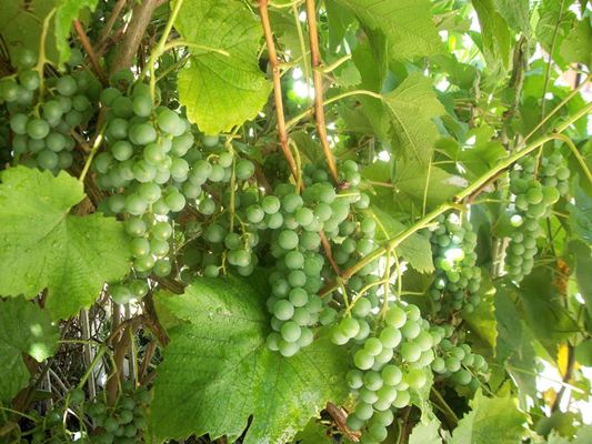 Polémica por la autorización de un vino con uva “prohibida” 