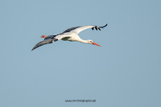 Wildlifefotografie Weißstorch Lippeaue Olaf Kerber