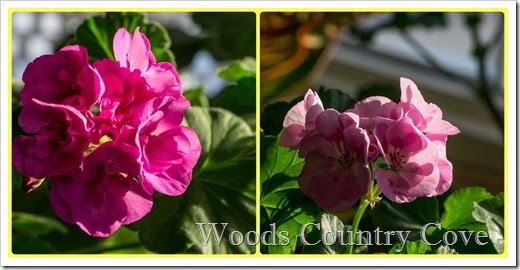 Flowers march 2014PicMonkey Collage