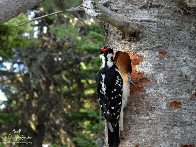 Woodpecker Feeding Young