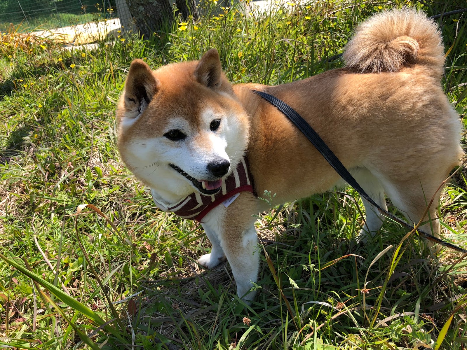 元気が出る麻雀教室 福岡 4月25日 山笑う 犬笑う