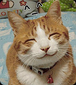 happy_lolcat