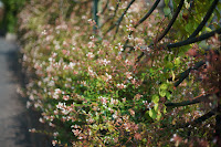 smc PENTAX-M 1:1.4 50mm　絞り:F1.4