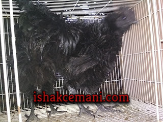 Ayam Cemani Walik