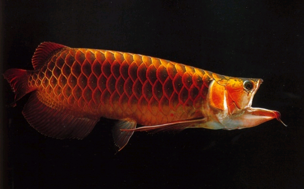  ikan  arwana  golden red surabaya