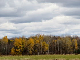 golden aspen trees