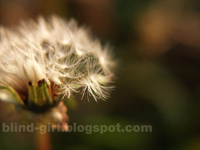 macro