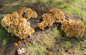 Giant Polypore, Meripilus giganteus.  Fungus on the roots of a Beech tree on The Knoll, Hayes.  25 September 2012.