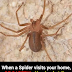 Did you know: When a Spider visits your home it’s a sign