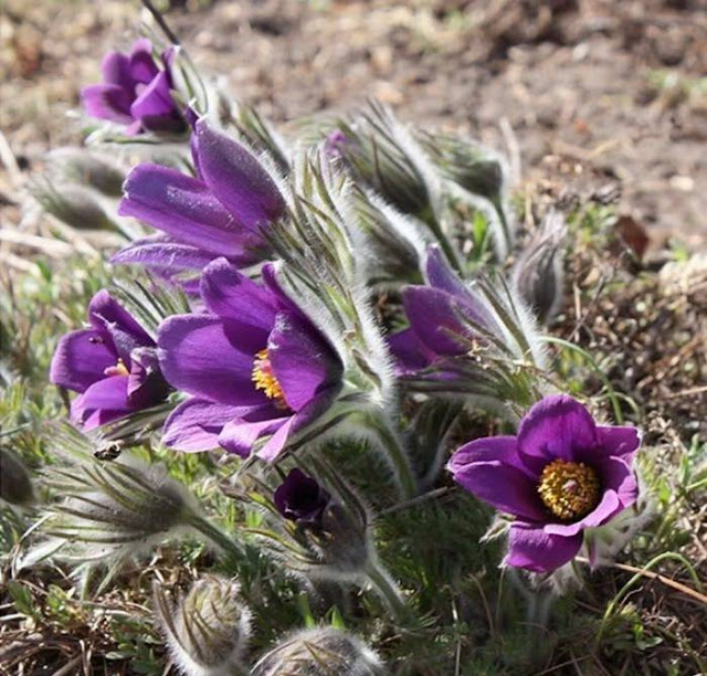 Hairy Flowers