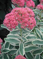 Autumn Charm Sedum1