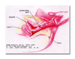 Vaginal Tightening, tighter vagina, vagina tighter, make vagina tight, vaginal rejuvenation, what is vaginal rejuvenation, vaginoplasty, vagina cosmetic, cosmetic vagina, vaginal cosmetic, genital surgery, vaginal tighten, tighten vaginal, how to tighten vaginal