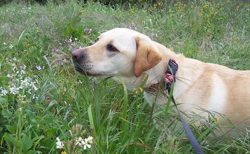 close up of cabana standing in the midst of tall grass, dotted with pink, purple and yellow wildflowers, cabana is sticking her nose out like she's sniffing the flowers, her face has water droplets from the morning dew