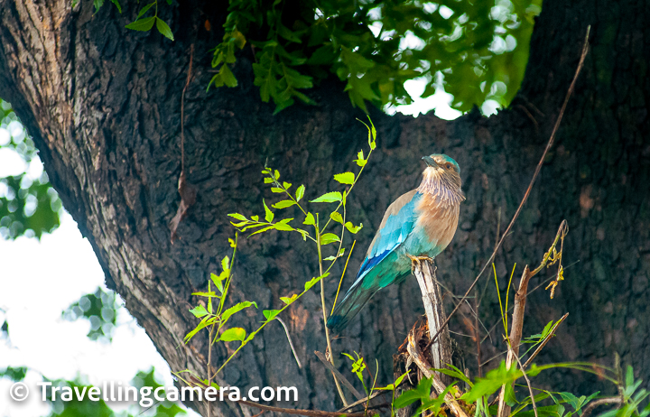 In the kaleidoscope of India's avian diversity, few birds captivate the imagination quite like the Indian Roller (Coracias benghalensis). With its striking plumage and aerial acrobatics, this charismatic bird is not only a visual delight but also holds a special place in the cultural and natural heritage of the Indian subcontinent. Join us as we embark on a journey to discover the enchanting world of the Indian Roller and uncover the secrets of its colorful wings.