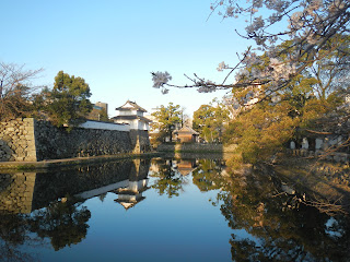 Japanese castle walls and cherry blossoms