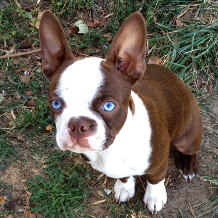 Red Boston Terrier Puppies with Blue Eyes ~ Picture of Puppies