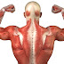 Tips To Gain Muscle Quick : Fat Loss Troubleshoot