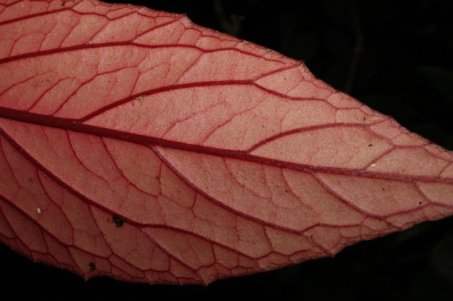 Begonia caobangensis