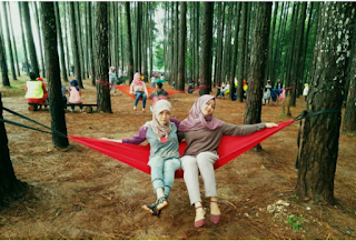 Tempat Wisata Cianjur Nuansa Hutan Pinus Pokland yang Hits