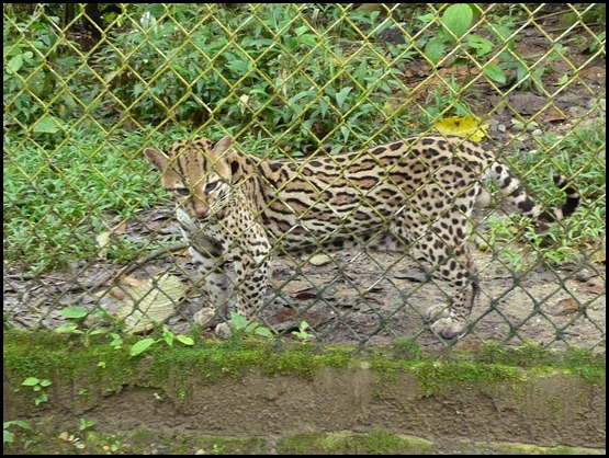 35. Ocelote, Amazoonico - Viaje a Ecuador