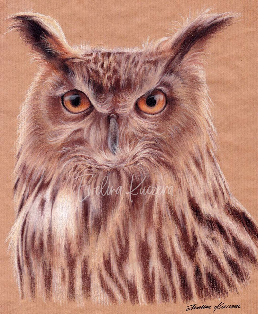 Owl drawing