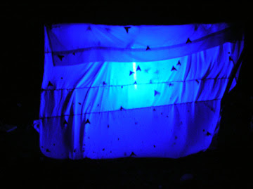 blacklight visible bedbugs