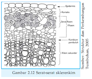  materi biologi tentang  Struktur dan Fungsi Jaringan Tumbuhan